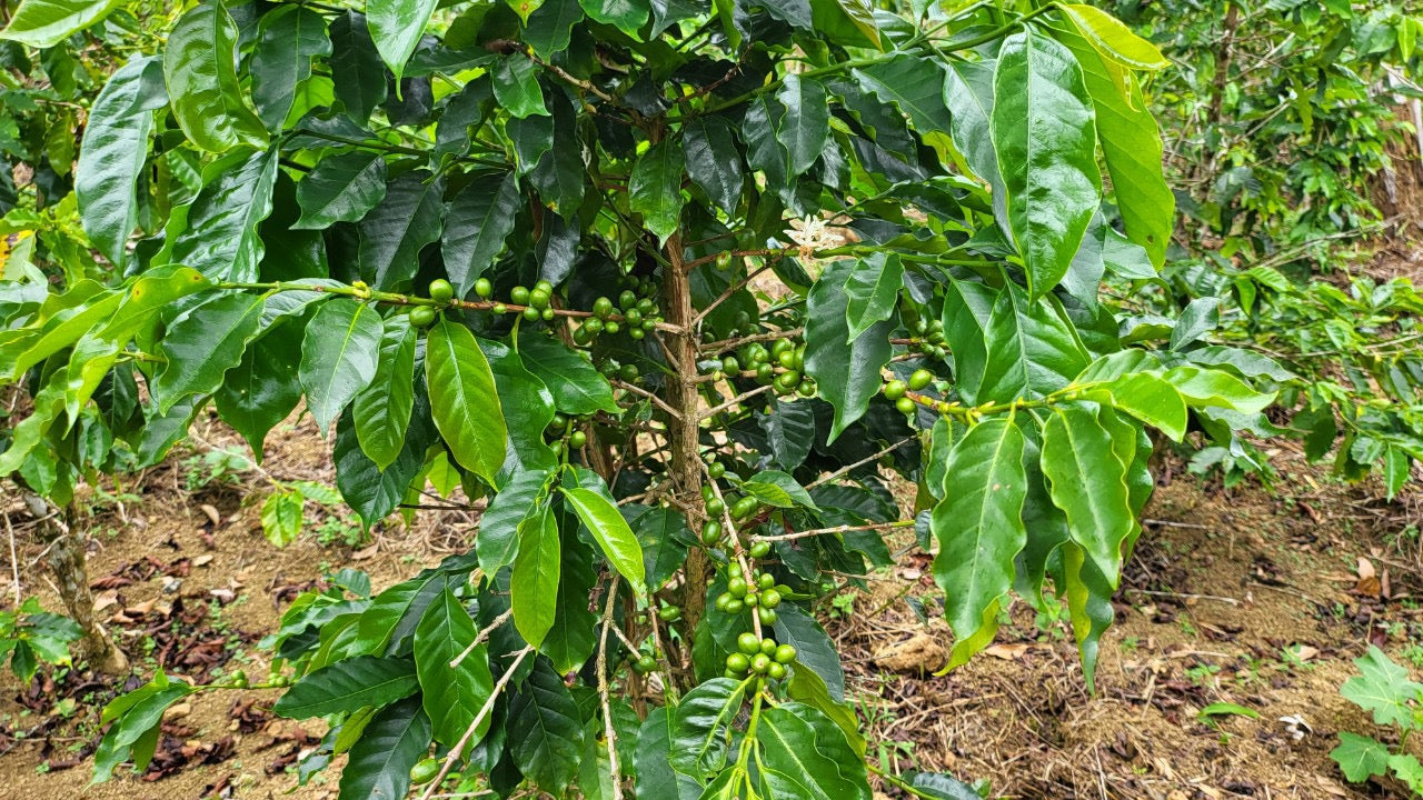 ROBUSTA HONEY S16