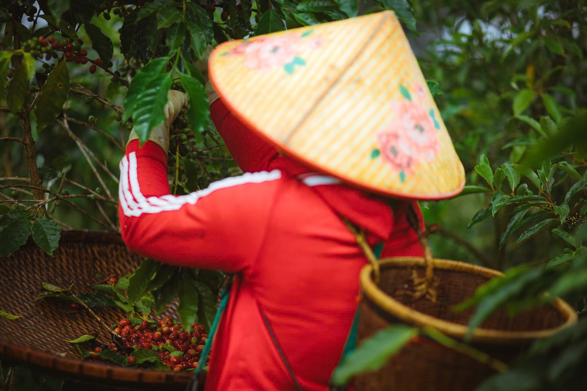 Xin Chao Hanoi Coffee (100% Robusta)