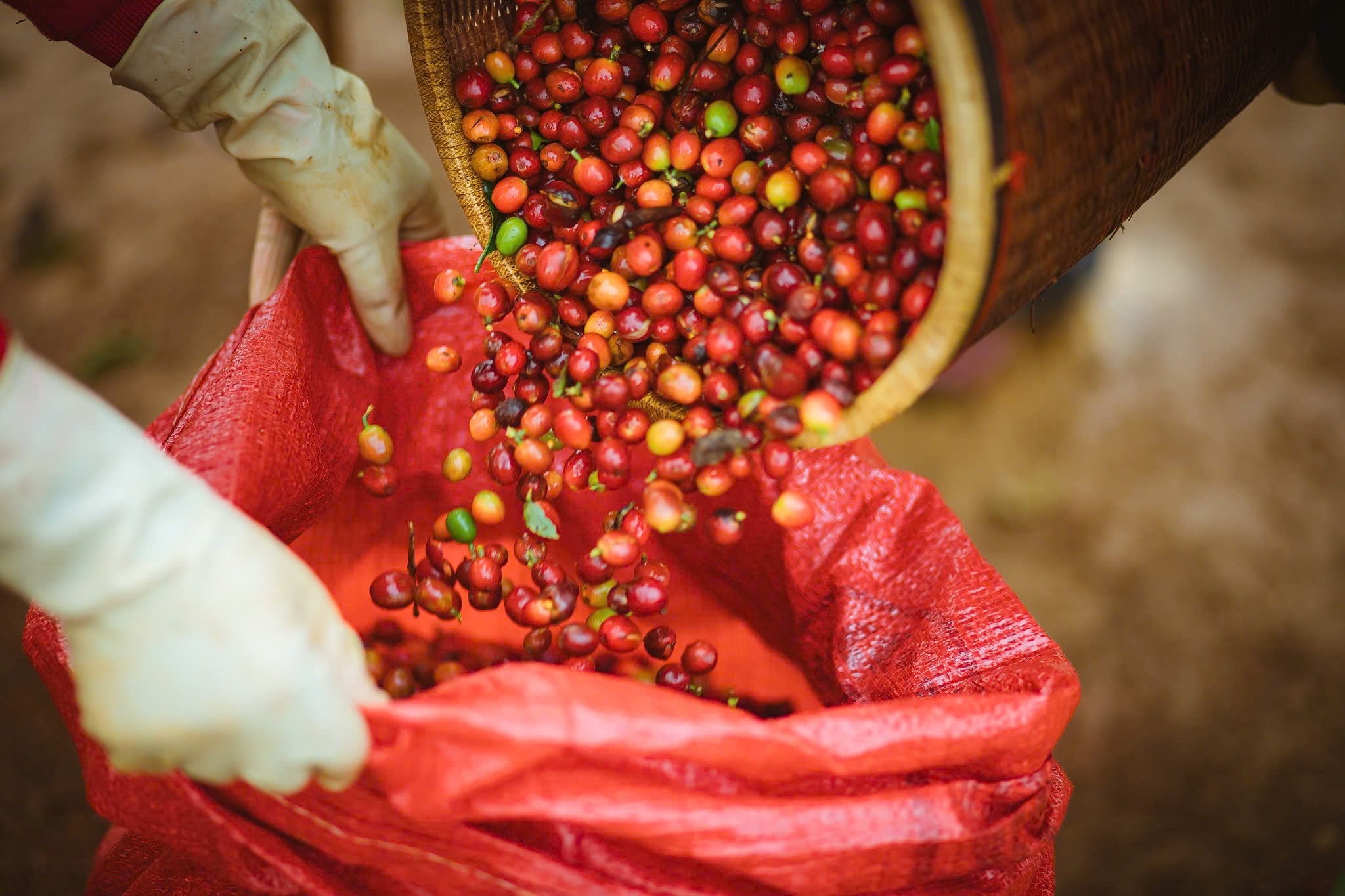 Kawa specialty Xin Chao Hanoi 100% Robusta od 96 Coffee, single-origin kawa w ziarnach na tle białego tła.