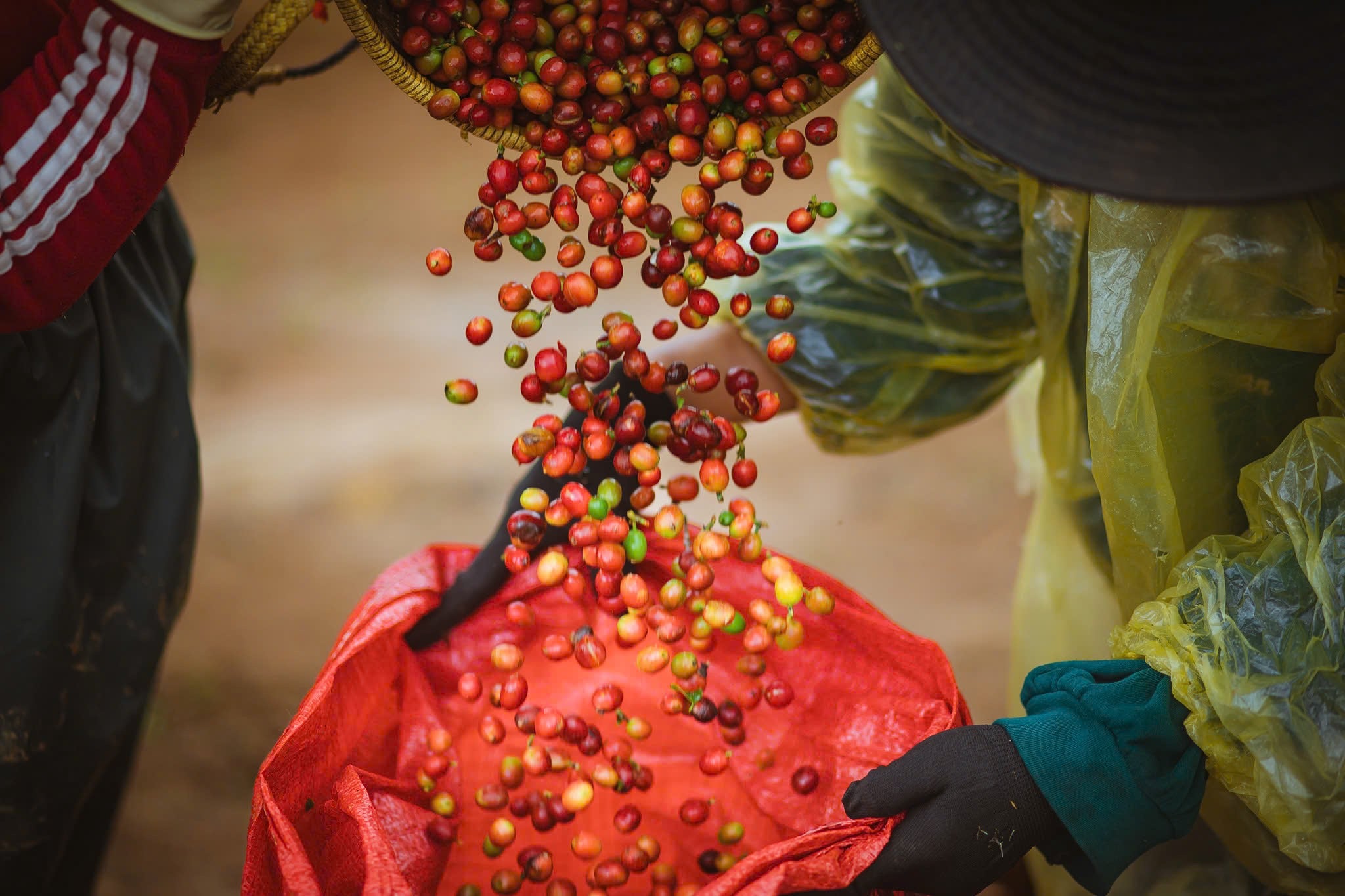 ROBUSTA FINE NATURAL S18