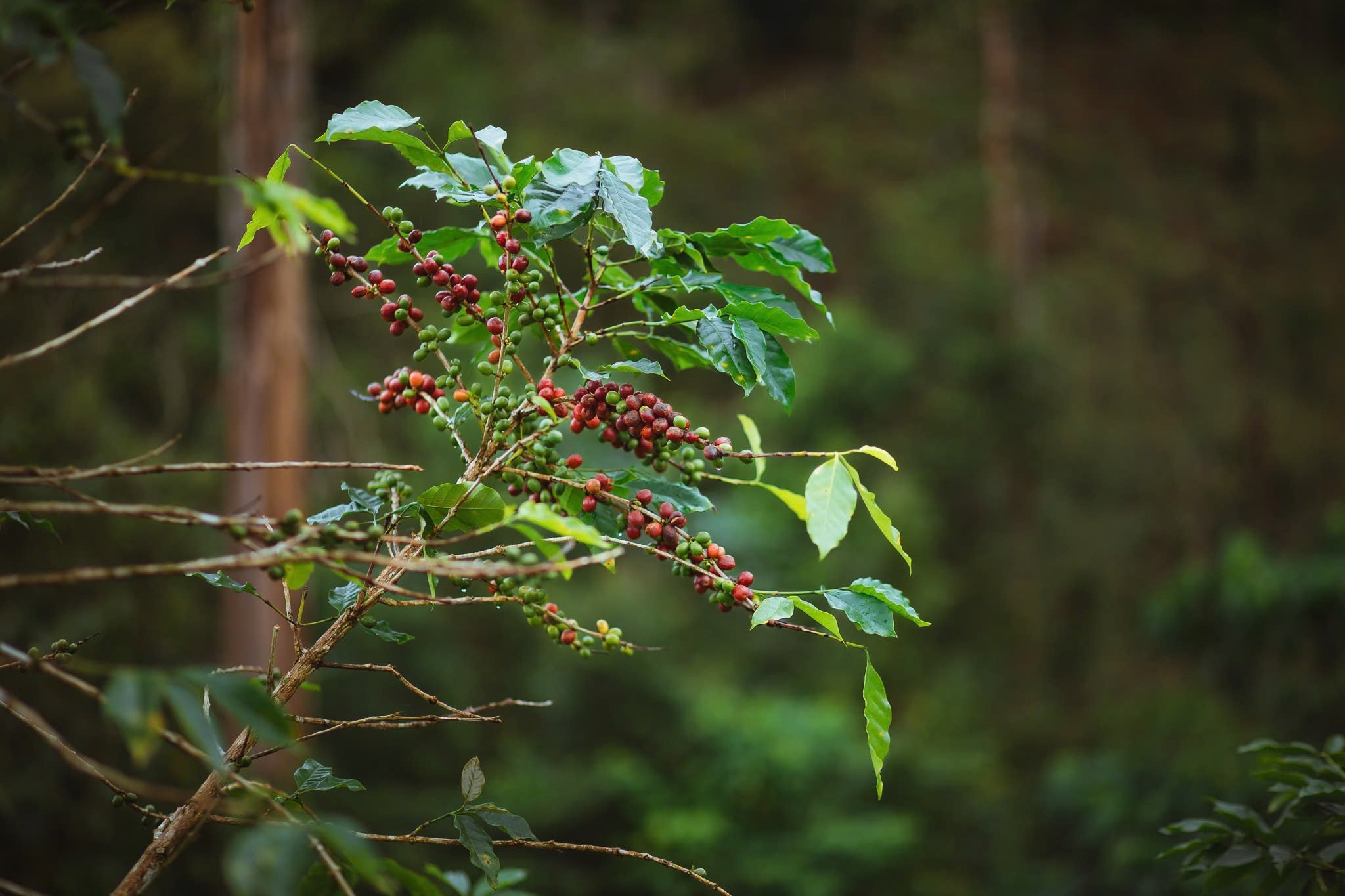 ROBUSTA FINE NATURAL S16