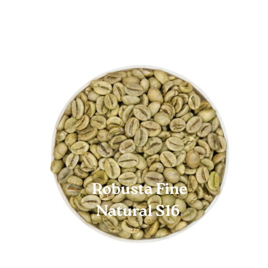 ROBUSTA FINE NATURAL S16