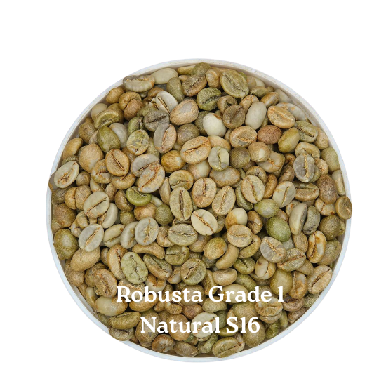 ROBUSTA NATURAL GRADE 1 S16 - najwyższa jakość kawy | 96 Coffee